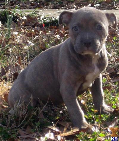 American Pit Bull Puppies for Sale